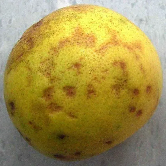 thumbnail for publication: Chilling Injury of Grapefruit and its Control